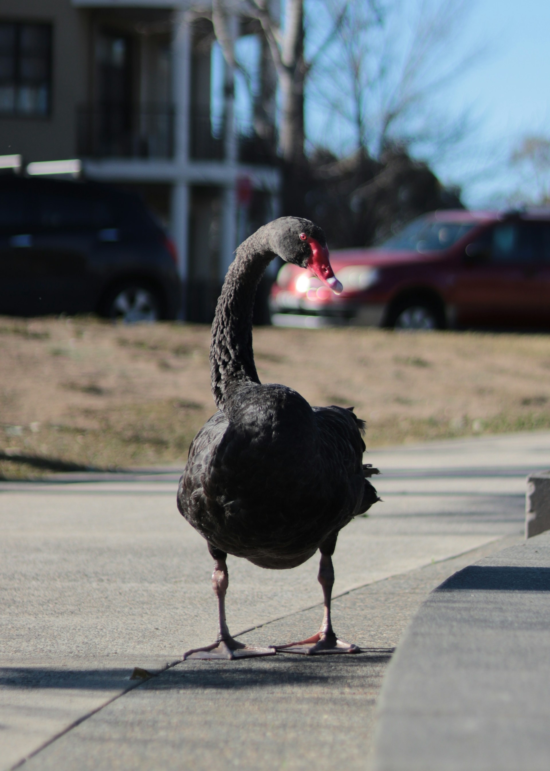 Hedging against black swan events